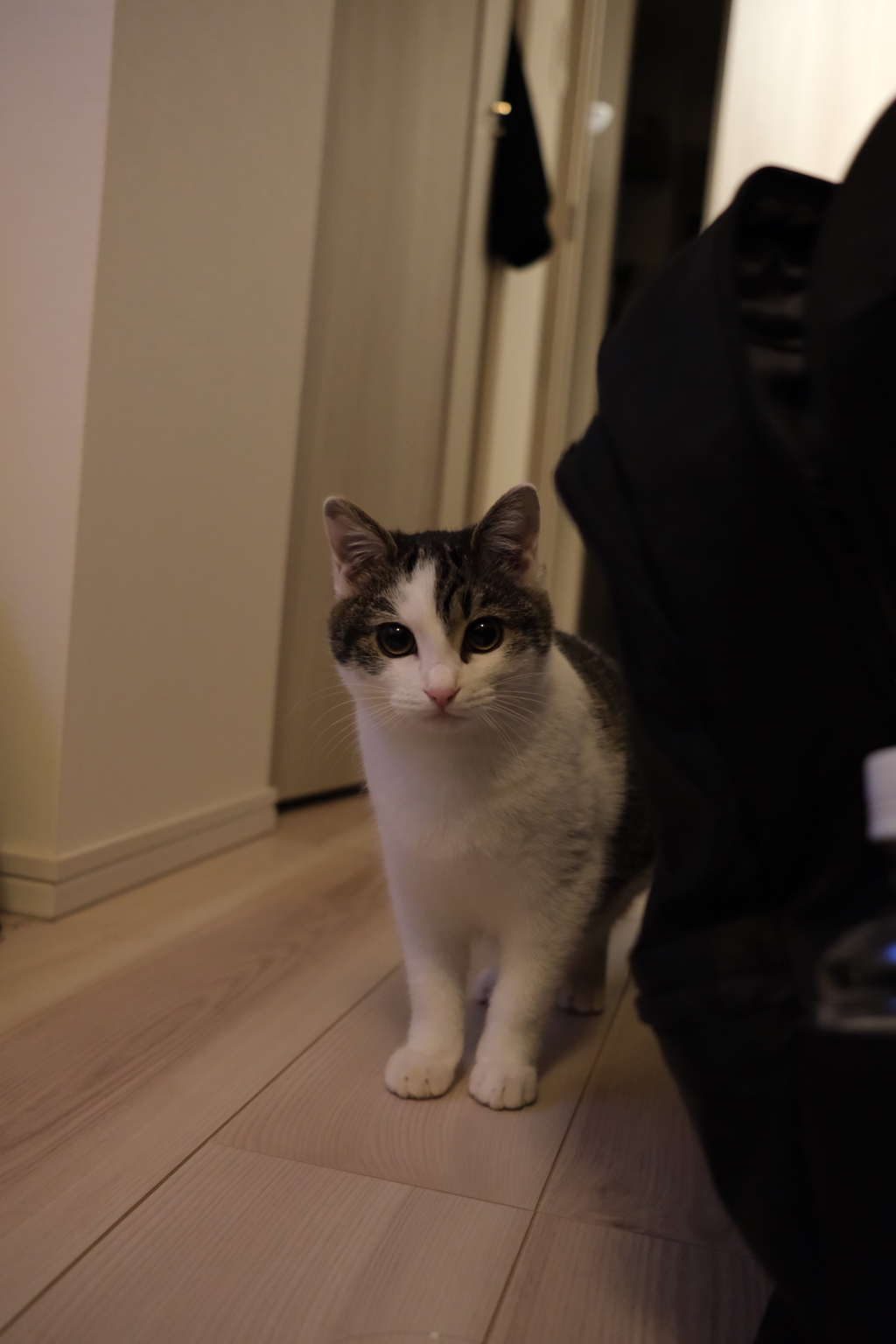 ガチで可愛すぎる！