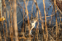 眠そうな野良猫