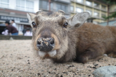 宮島の鹿
