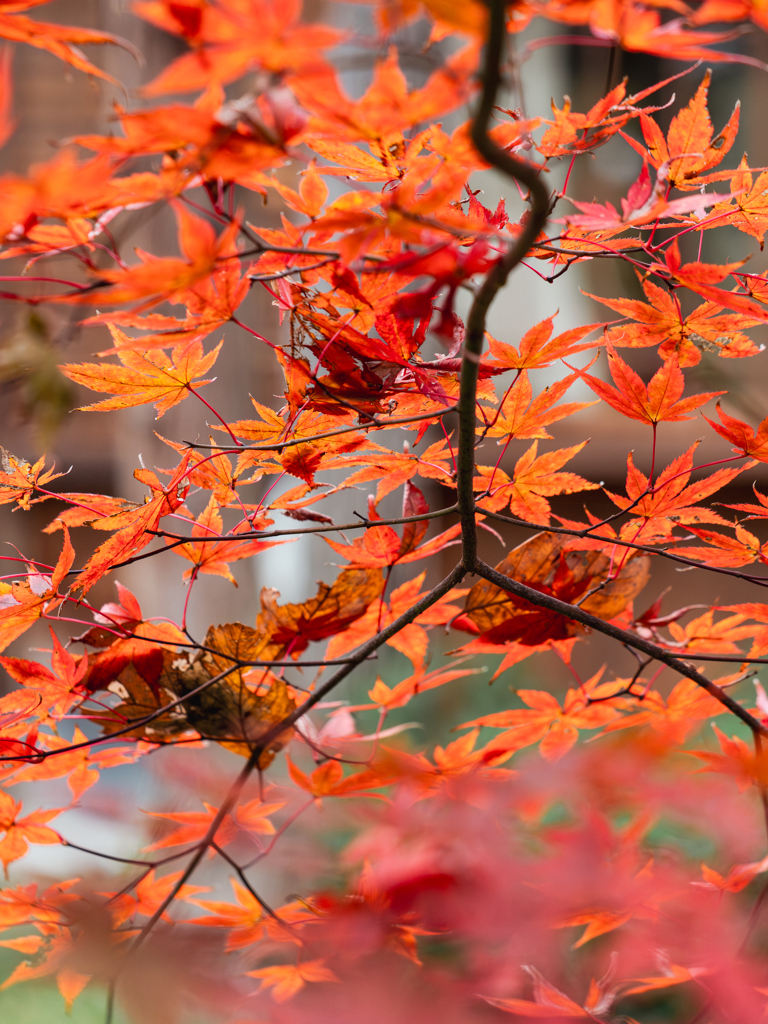 紅葉