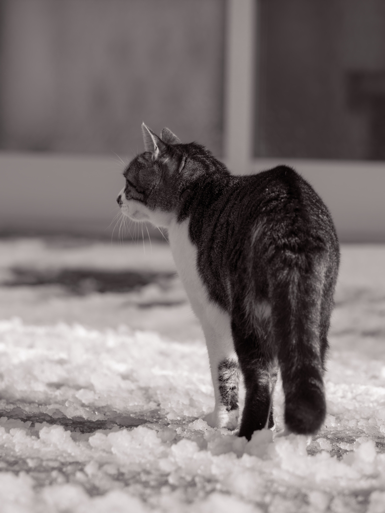 看板猫さん雪晴れのお散歩