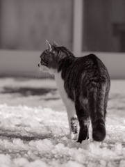 看板猫さん雪晴れのお散歩