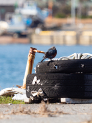 海ゴミに乗る幸運の青い鳥、イソヒヨドリ