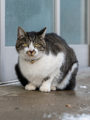 看板猫さん入り口に鎮座