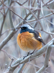 冬鳥　ジョウビタキ