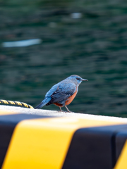 琴浦漁港の幸運の青い鳥、イソヒヨドリ