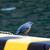 琴浦漁港の幸運の青い鳥、イソヒヨドリ