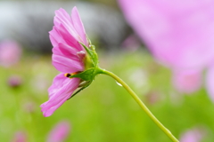 雨とコスモス