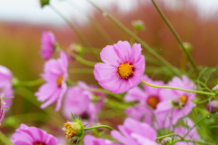 横たわるコスモス