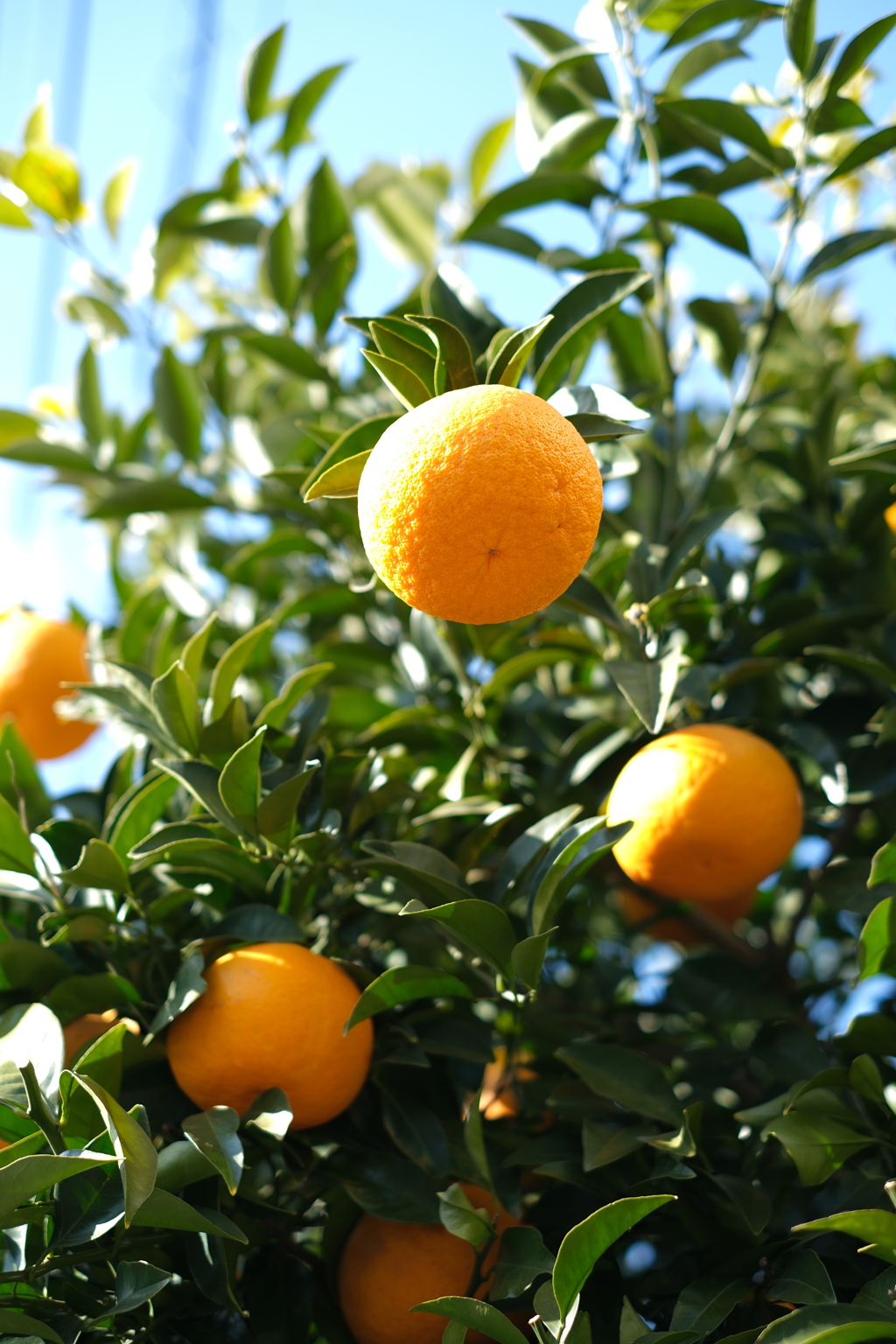 2月初旬の夏みかん