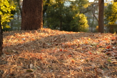 木陰は明るかった