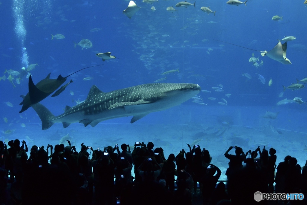 大注目のあの子