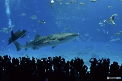 大注目のあの子