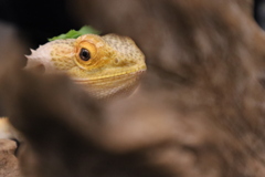 こちらもまた見られている…