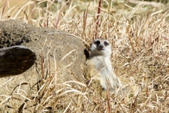ミーアキャット