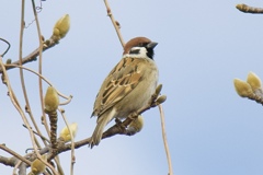 雀がやっぱり可愛い
