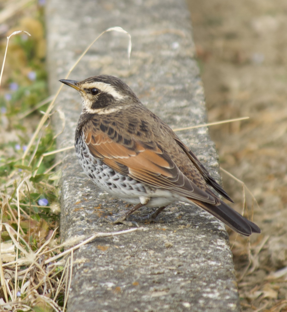 お散歩してたら歩いてた