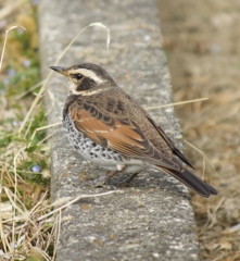 お散歩してたら歩いてた