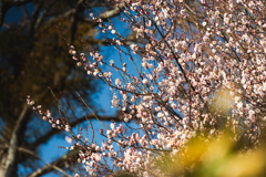 春への移り変わり