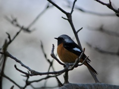 ジョウビタキ  雄