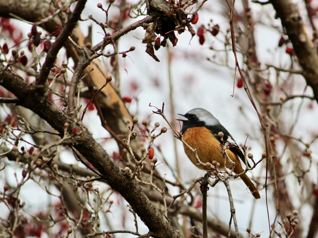ジョウビタキ雄
