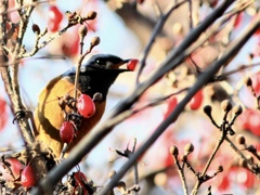 ジョウビタキ　雄