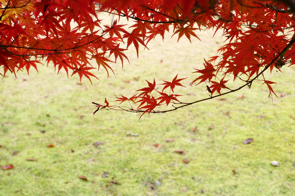 紅枝
