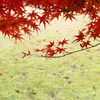 紅枝