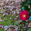 山茶花