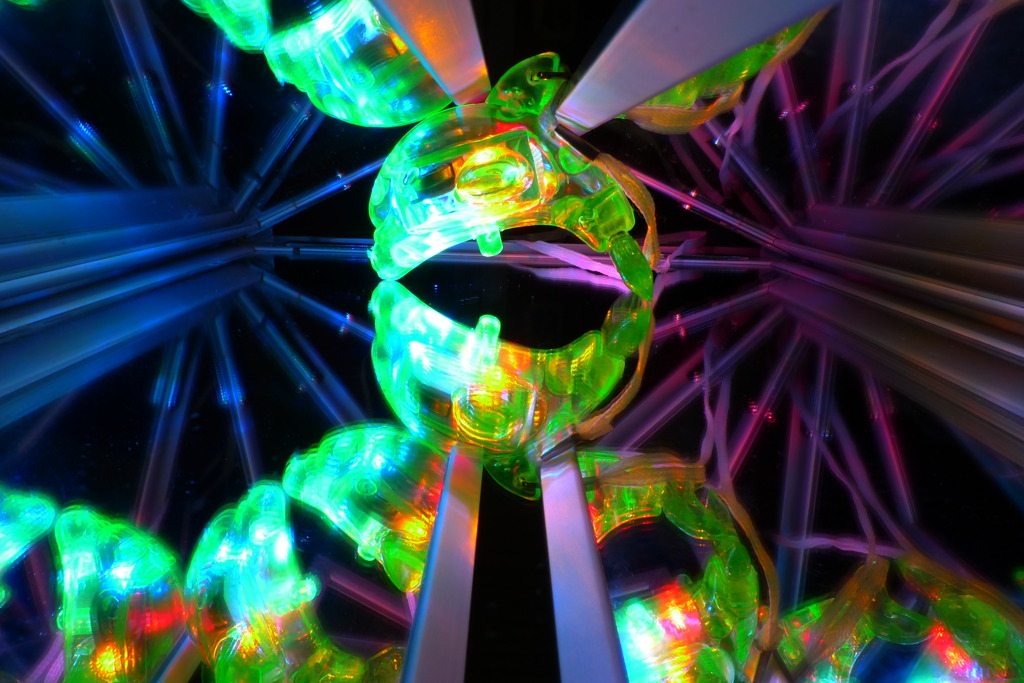 Night of the wonderland