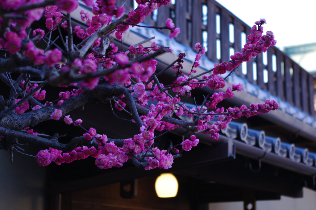 ~京の春~