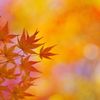 autumn palette