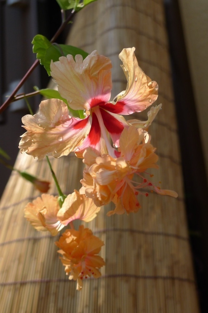 dance in summer