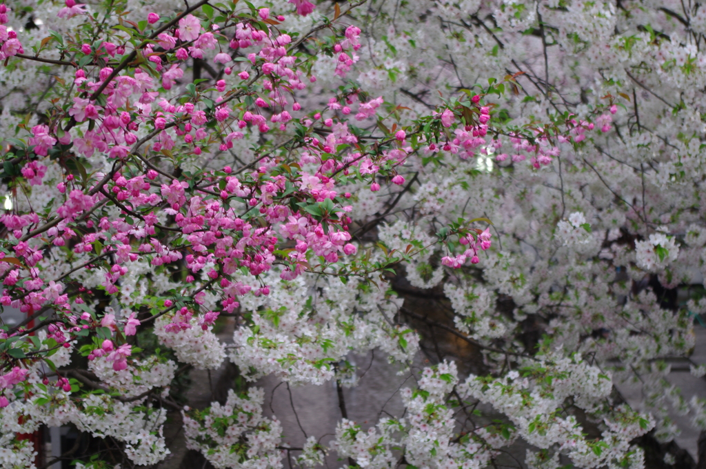 桜川