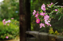 秋への扉