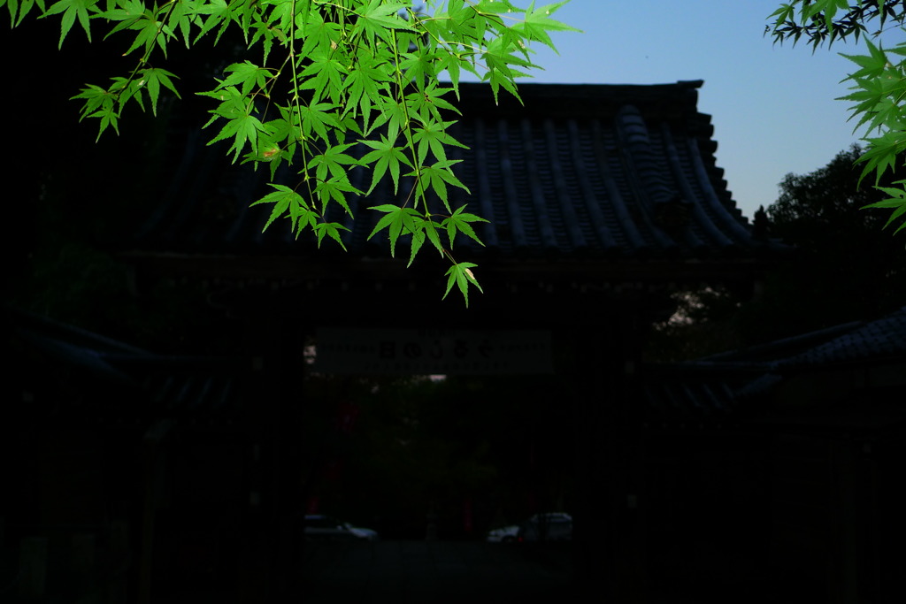 緑輝く
