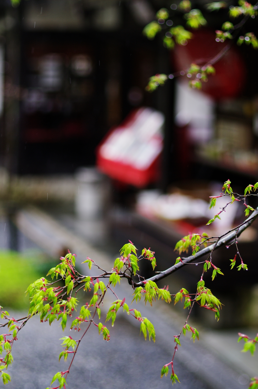 そぼ降る雨に