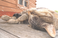 おやすみニャ　ｚｚｚ.....