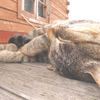 おやすみニャ　ｚｚｚ.....