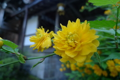山吹