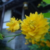 山吹