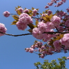 八重桜