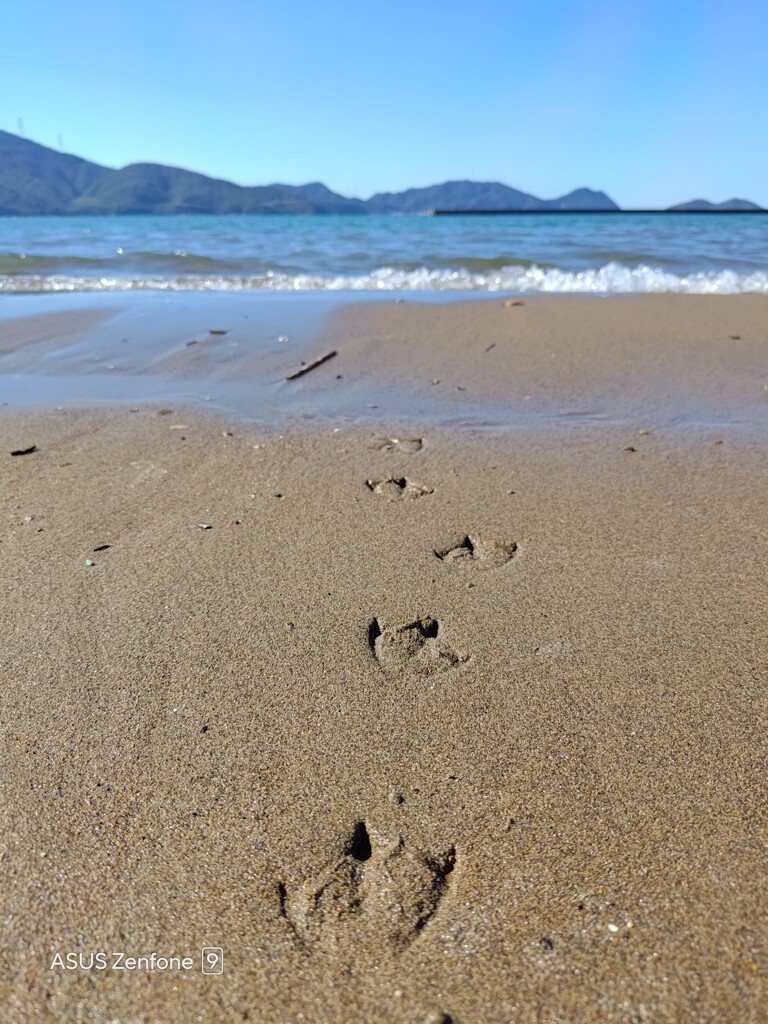 夏の足跡