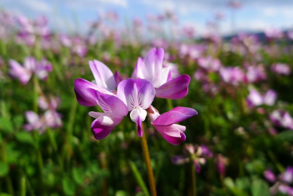 花言葉は「心が和らぐ」