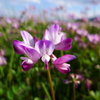 花言葉は「心が和らぐ」