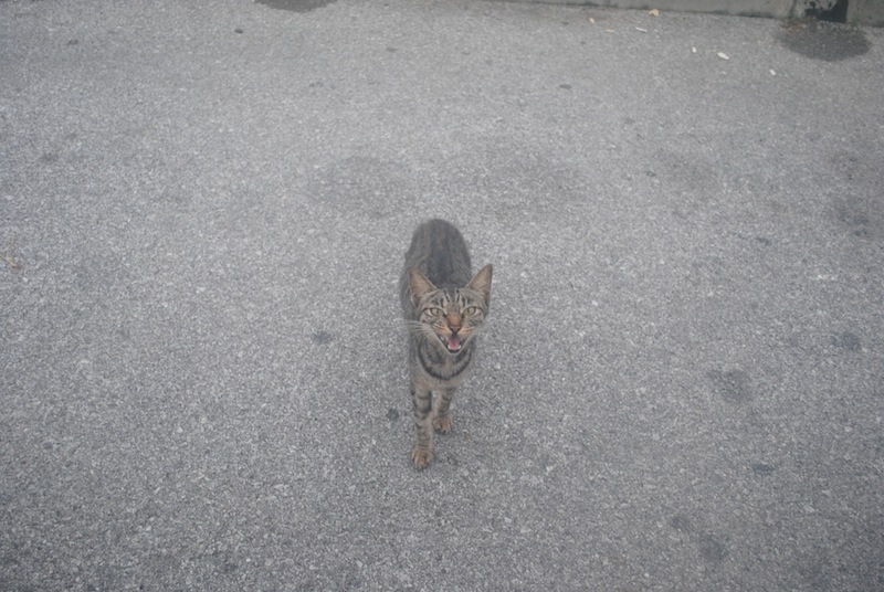 猫と目があった