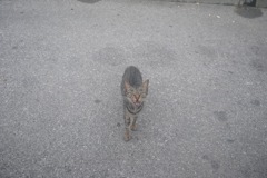 猫と目があった