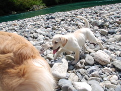happy dogz