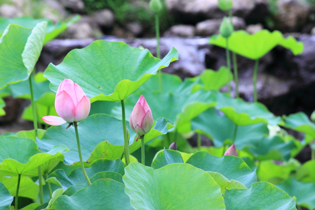 もうすぐ咲くよ