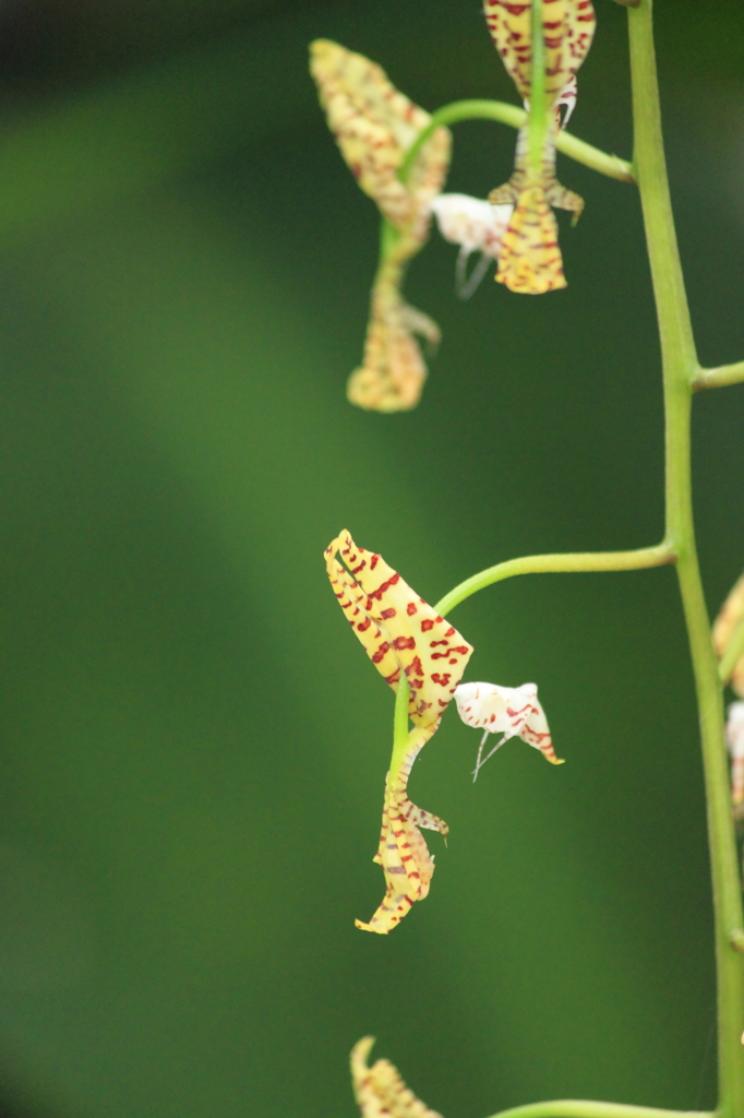 いつか飛び立つ